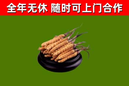 漾濞县回收散虫草